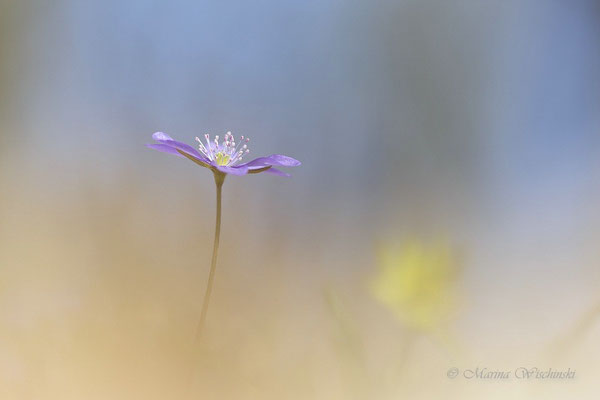 Leberblümchen (Hepatica nobilis)