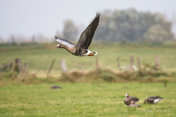 Blässgans (Anser albifrons)