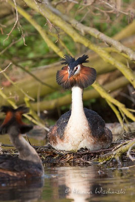 Haubentaucher (Podiceps cristatus) 