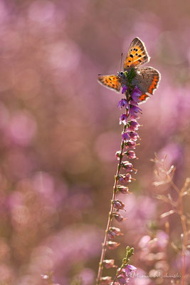 Kleiner Feuerfalter (Lycaena phlaeas)  