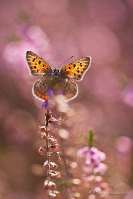 Kleiner Feuerfalter (Lycaena phlaeas)  