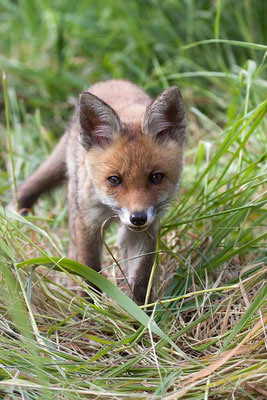  Rotfuchs (Vulpes vulpes) 