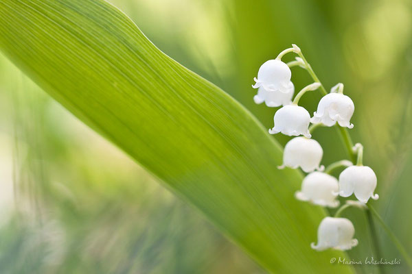 Maiglöckchen (Convallaria majalis)