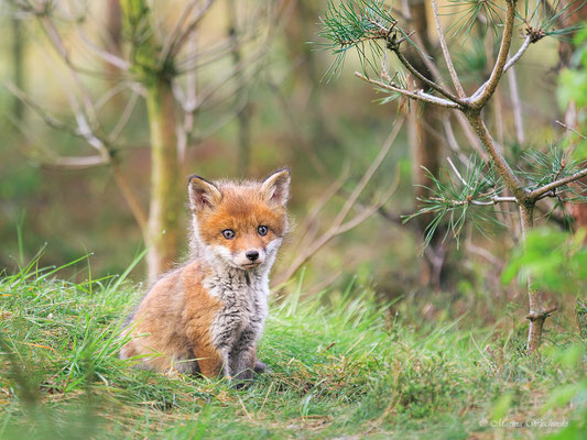  Rotfuchs (Vulpes vulpes)