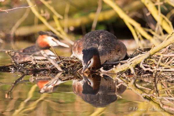 Haubentaucher (Podiceps cristatus) 