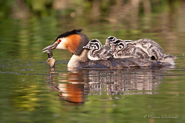 Haubentaucher (Podiceps cristatus) 