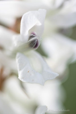 Hohler Lerchensporn (Corydalis cava)