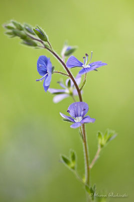 Gamander-Ehrenpreis (Veronica chamaedrys)