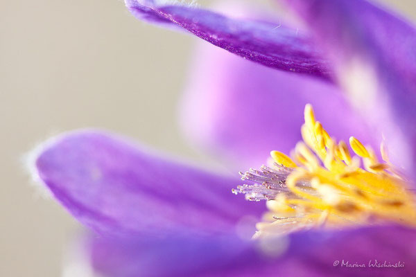 Küchenschellen (Pulsatilla)