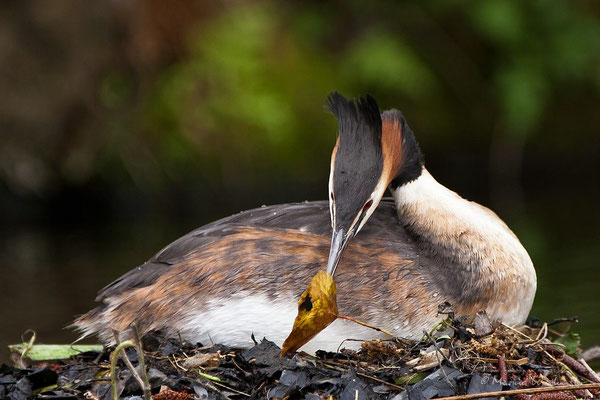 Haubentaucher (Podiceps cristatus) 