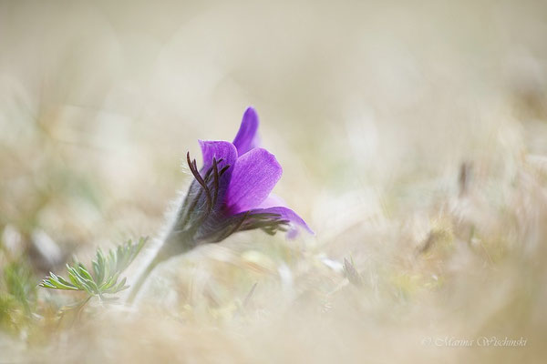 Küchenschellen (Pulsatilla)