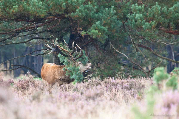 Rothirsch (Cervus elaphus)  - c -