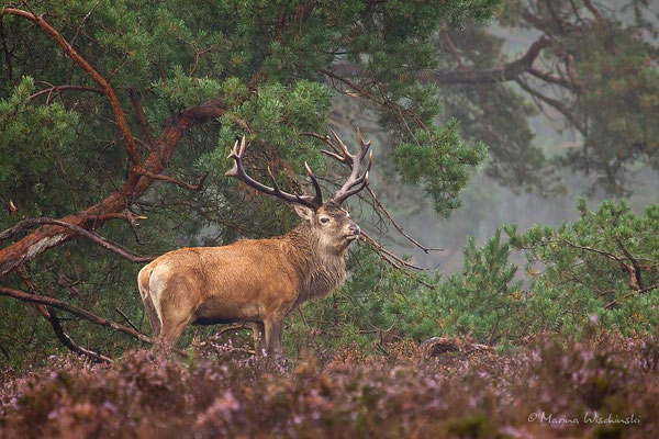 Rothirsch (Cervus elaphus)  - c -