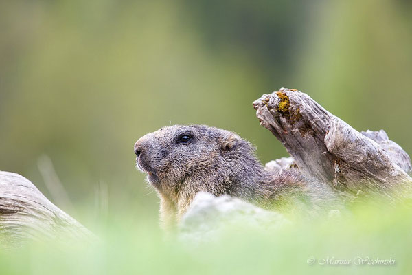 Alpenmurmeltier (Marmota marmota)