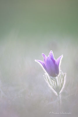 Küchenschellen (Pulsatilla)