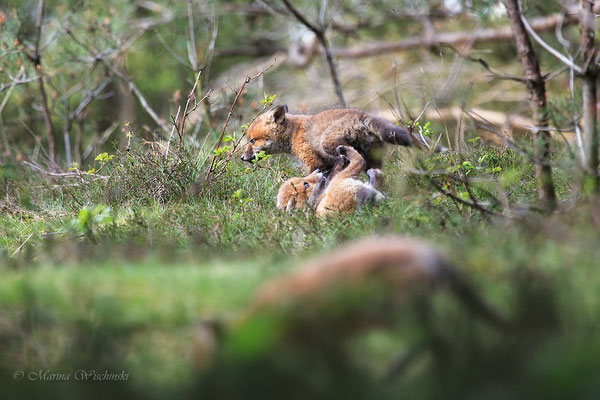 Rotfuchs (Vulpes vulpes) 