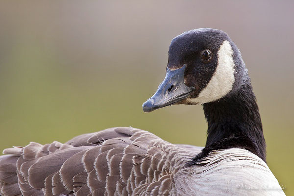 Kanadagans (Branta canadensis)