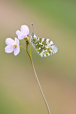 Aurorafalter (Anthocharis cardamines)