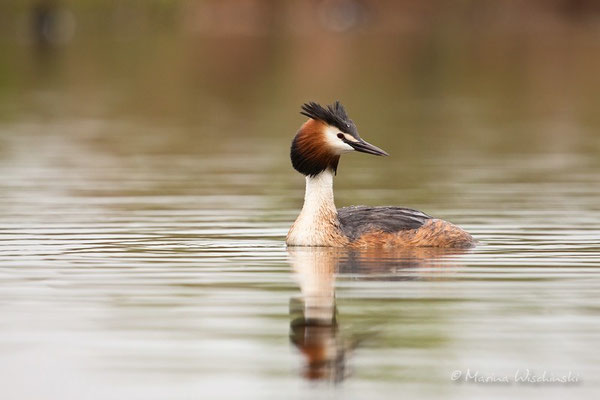 Haubentaucher (Podiceps cristatus) 