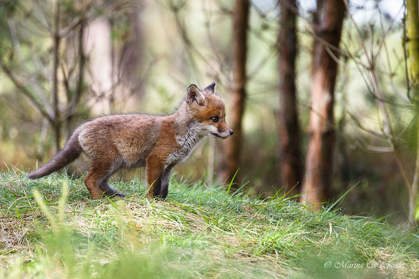 Rotfuchs (Vulpes vulpes) 