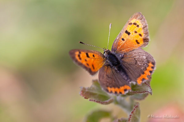 Kleiner Feuerfalter (Lycaena phlaeas)  