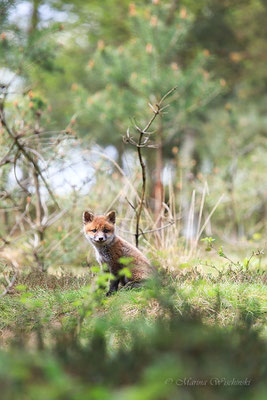 Rotfuchs (Vulpes vulpes) 