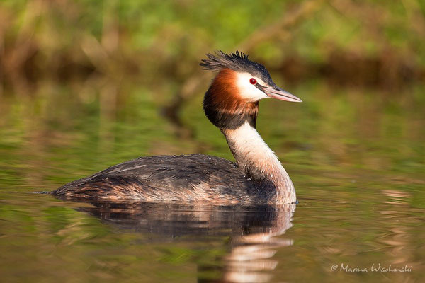 Haubentaucher (Podiceps cristatus) 