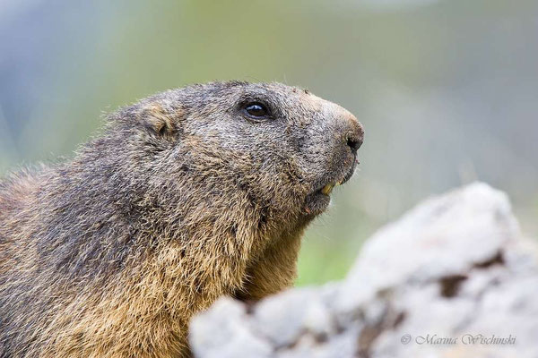 Alpenmurmeltier (Marmota marmota)