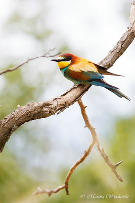 Bienenfresser (Merops apiaster)