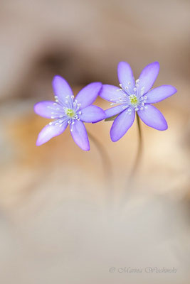 Leberblümchen (Hepatica nobilis)