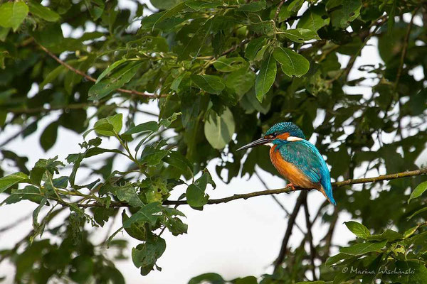 Eisvogel (Alcedo atthis)