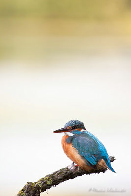 Eisvogel (Alcedo atthis)