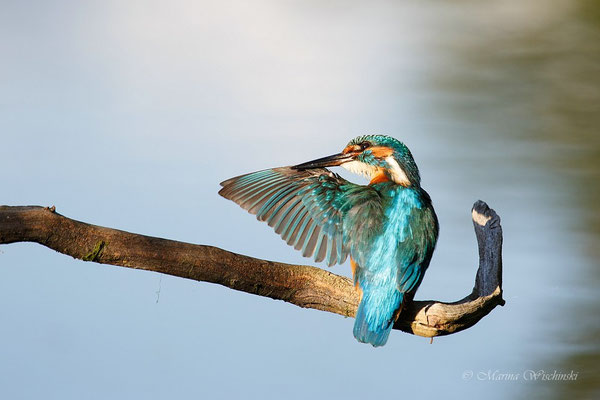 Eisvogel (Alcedo atthis)