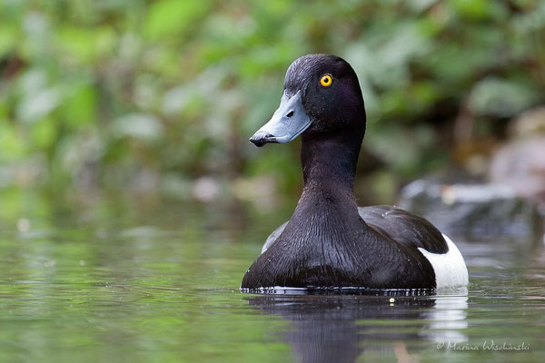 Reiherente (Aythya fuligula)