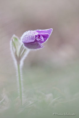 Küchenschellen (Pulsatilla)