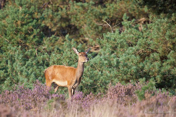 Rothirschkuh (Cervus elaphus)  - c -