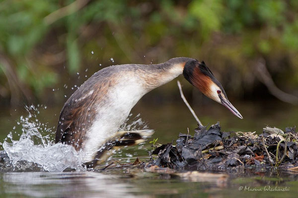 Haubentaucher (Podiceps cristatus) 