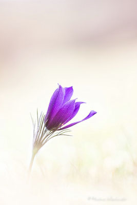 Küchenschellen (Pulsatilla)