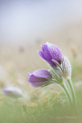 Küchenschellen (Pulsatilla)