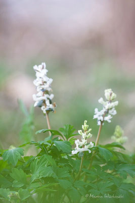 Hohler Lerchensporn (Corydalis cava)