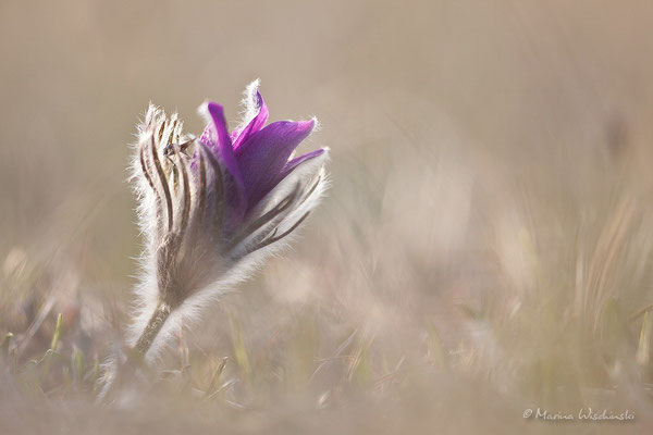 Küchenschellen (Pulsatilla)