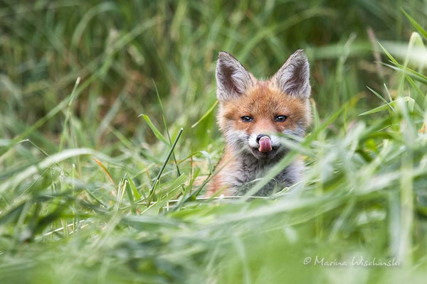  Rotfuchs (Vulpes vulpes) 