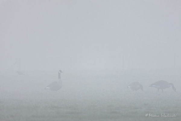 Kanadagänse im Nebel...