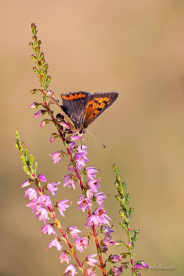 Kleiner Feuerfalter (Lycaena phlaeas)  