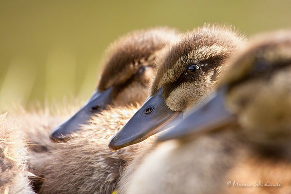 Stockenten (Anas platyrhynchos)