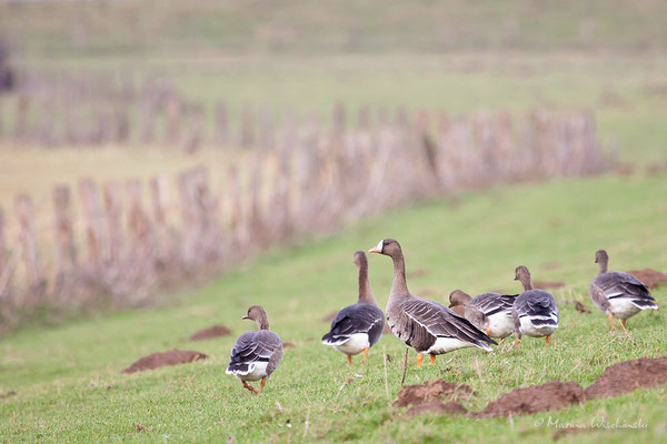 Blässgans (Anser albifrons)