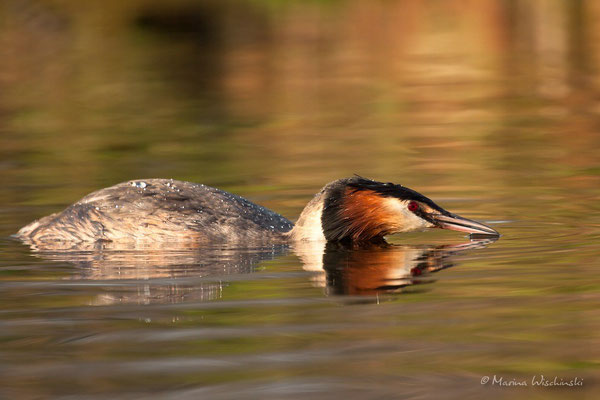 Haubentaucher (Podiceps cristatus) 