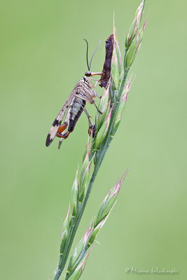 Skorpionsfliege (Panorpidae) 