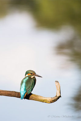 Eisvogel (Alcedo atthis)