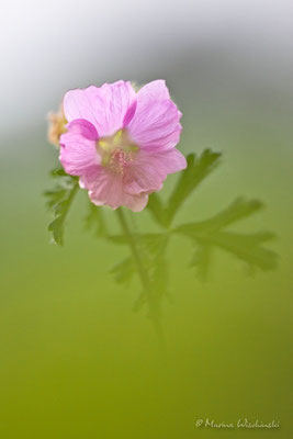  Moschus-Malve (Malva moschata)